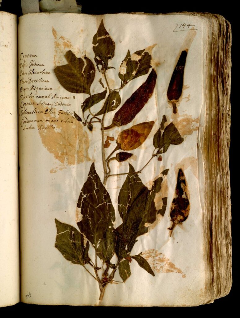 Pagina dell' erbario di Ulisse Aldrovandi, rappresentante due foglie  appartenenti al genere cucurbita